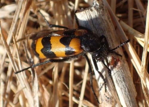 Réf. 185 368 : Mylabris variabilis